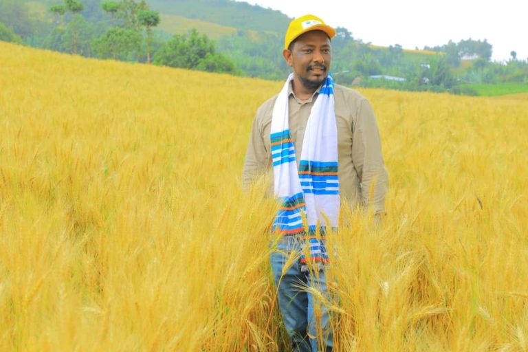 በክቡር አቶ ማስረሻ በላቸው የተመራ የክልሉ ከፍተኛ የስራ ኃላፊዎች በኩታ ገጠም የለማ የስንዴ ዘር ብዜት የመስክ ምልከታ አድርገዋል ።