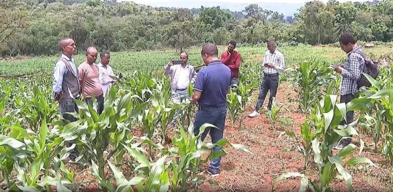 ኮርፖሬሽኑ አርሶ አደሩ የግብርና ግብዓት አቅርቦት እንዲያገኝ ለማስቻል ቅርንጫፍ ማዕከላትን እያጠናከረና እያስፋፋ ነው
