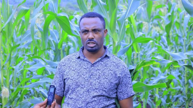 በወረዳው እየለማ ያለው የሰሊጥ ምርት ለሌሎች አከባቢዎች ተሞክሮ የሚሆን ነው። አቶ ታመነ በቀለ