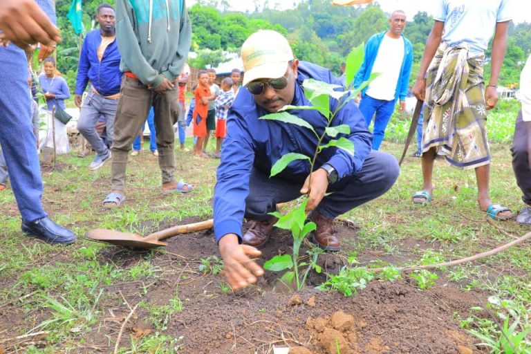 በደቡብ ምዕራብ ኢትዮጵያ ህዝቦች ክልል በዘንድሮው የአረንጓዴ አሻራ ችግኝ ተከላ 278 ሚሊዮን ዘርፈ ብዙ ጠቀሜታ ያሏቸው ችግኞች እንደሚተከሉ ተገለጸ