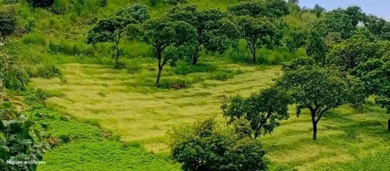 #ግብርናችን