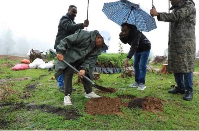 ፕሬዚዳንት ታዬ አጽቀ ሥላሴ በጫካ ፕሮጀክት ችግኝ ተከሉ
